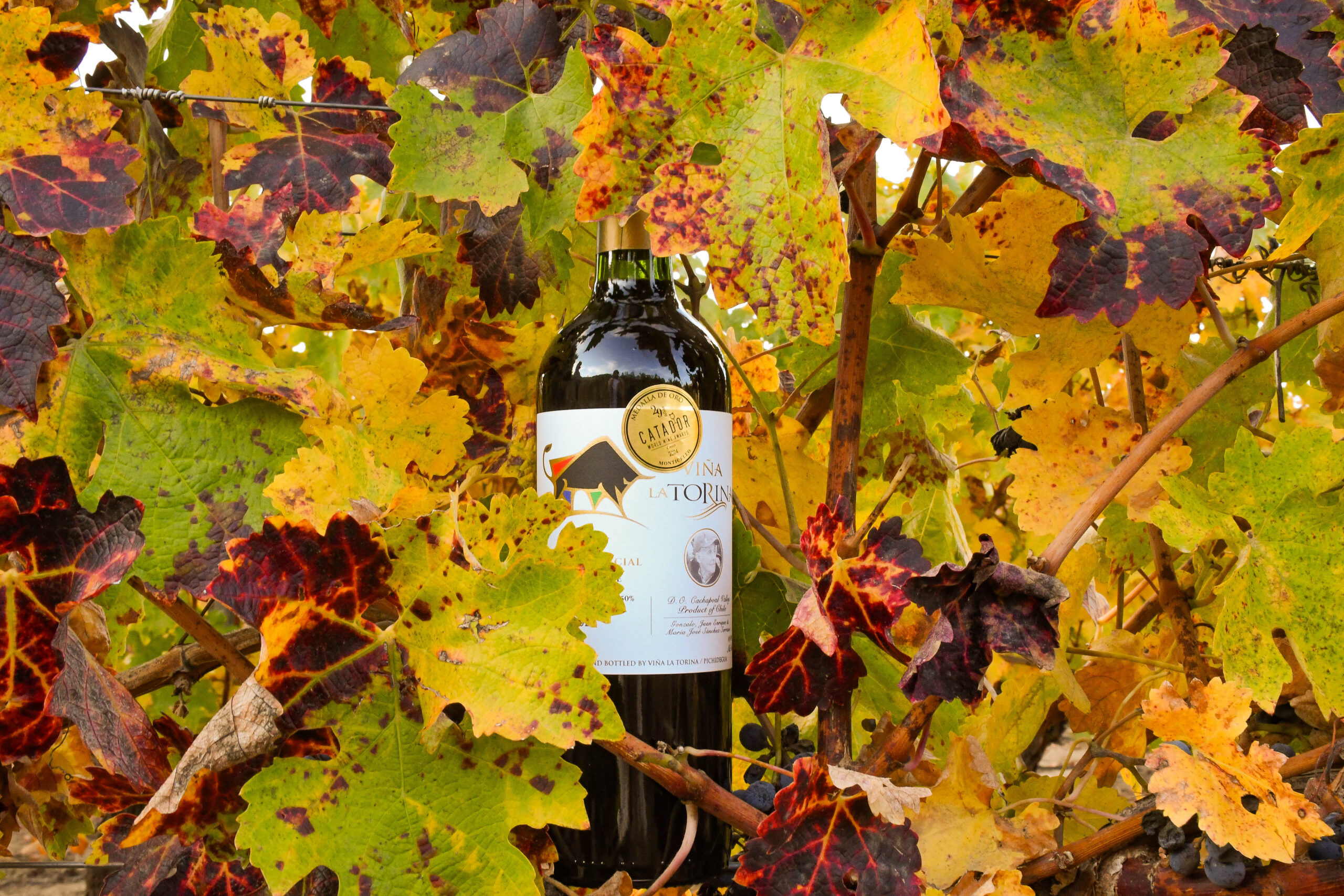 PRESENTACIÓN DOBLE ENSAMBLAJE 2021 CABERNET S. / CARMENERE - Imagen 3