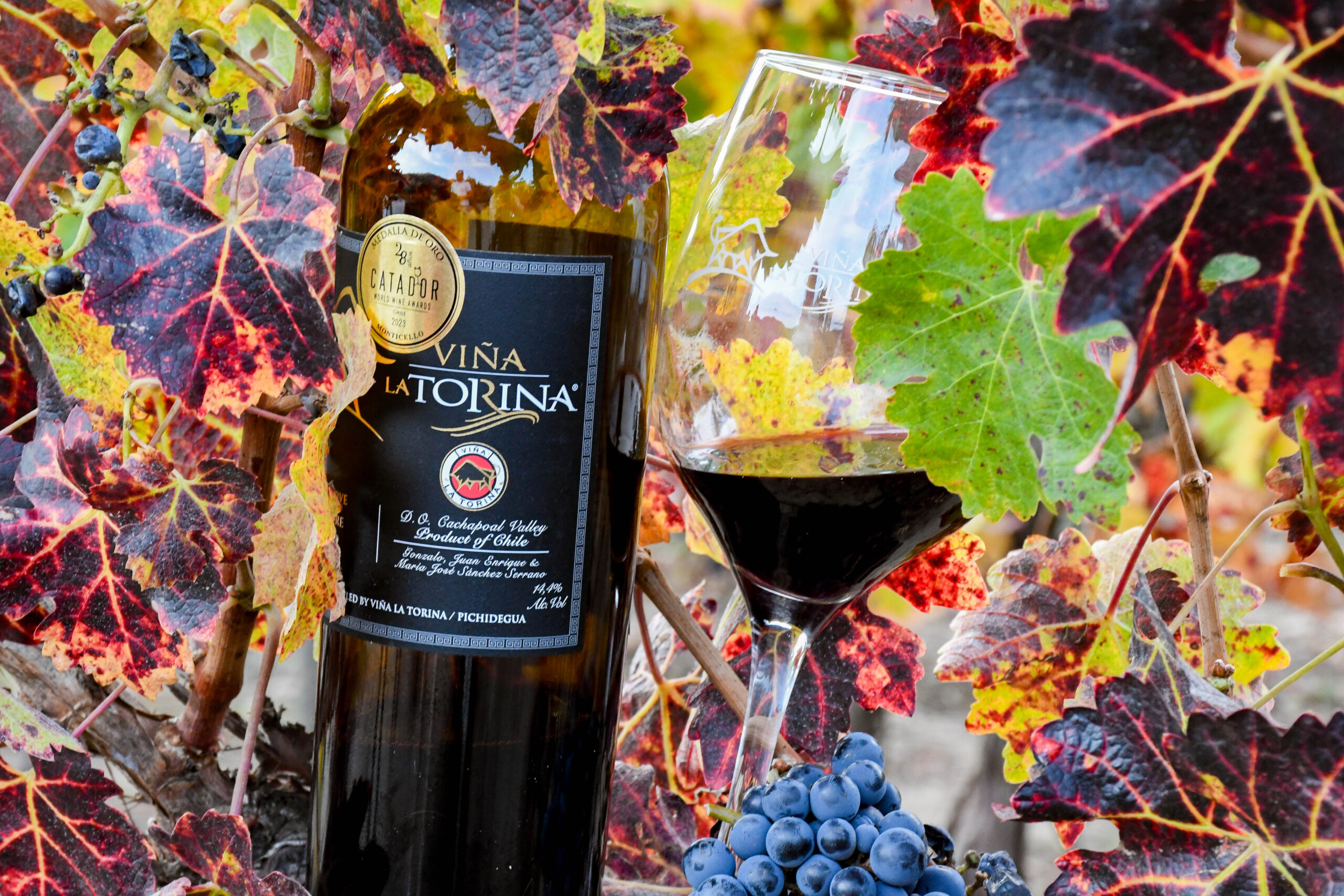 LA TORINA GRAN RESERVA CARMENERE - Imagen 4
